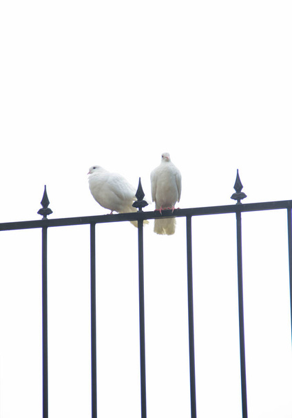 Два белых голубя сидят на решетке на белом фоне - Фото, изображение