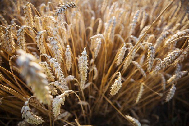 Campo de trigo, tiro de cerca. Las espigas maduras de trigo crecen en la naturaleza. - Foto, Imagen