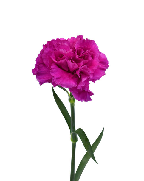 hermosa flor de clavel púrpura aislado sobre fondo blanco - Foto, imagen