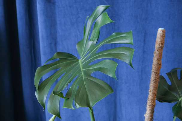 Koyu arkaplanda tropik bir bitkinin büyük yeşil yaprağı - Fotoğraf, Görsel