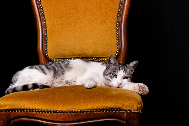 Beautiful cat lying in orange color chair - Фото, изображение