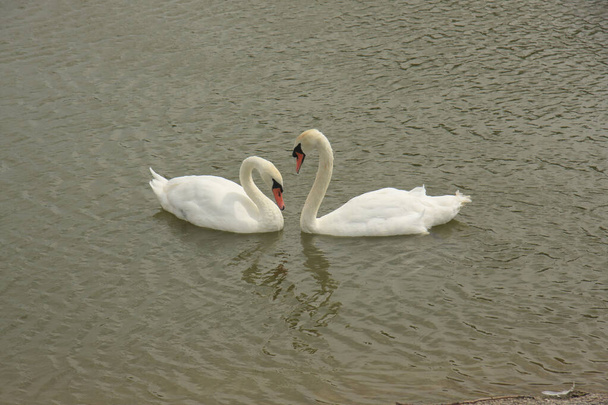 Пара білих лебедів на ставку
 - Фото, зображення