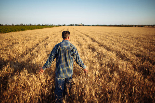 Фермер ходит среди созревших золотых колосьев пшеницы, прикасаясь руками к полю к колосьям, полным зерен. Перед уборкой урожая работник фермы проверяет качество нового урожая. Сельское хозяйство, концепция бизнеса - Фото, изображение