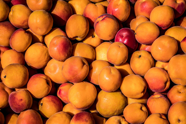 Natuurlijke, biologisch geteelde abrikozen op een lokale boerderij pt. 2 - Foto, afbeelding