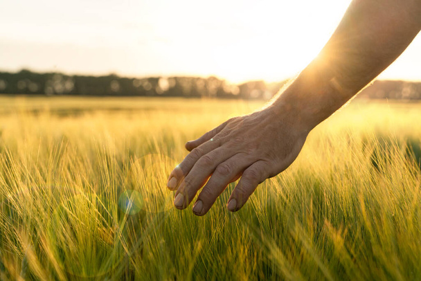 Gerst spruiten in een boer hand.Farmer Walking Through Field Checking gerst Crop - Foto, afbeelding