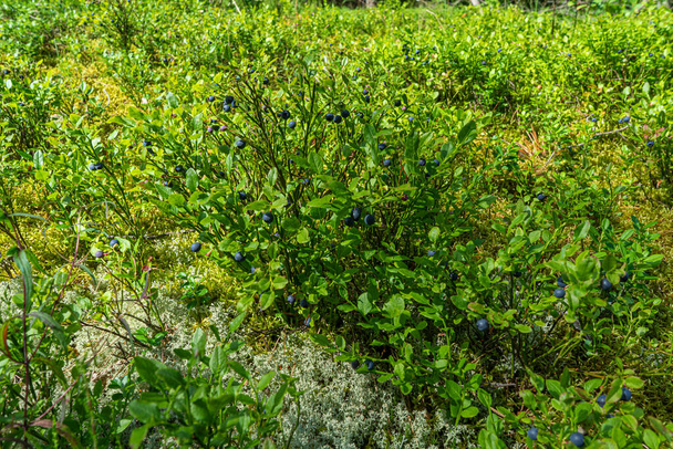 Bush mit Blaubeeren. Eine Lichtung im Wald, auf der reife Blaubeeren wachsen. - Foto, Bild