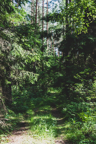 Beautiful forest road in a dense green summer forest - Zdjęcie, obraz