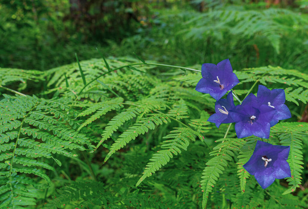 Wald folha de sino flor blau lila Blumen auf dichten Farn hintergrund - Foto, Imagem