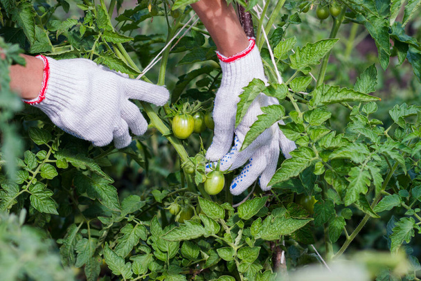 Branch of big green tomato on the bush, soft focus background - Foto, Imagen