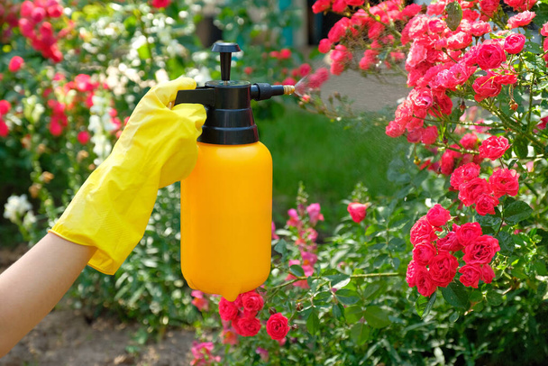 Gardener spraying roses using garden spray bottle with insecticide. Pest control concept - Foto, afbeelding