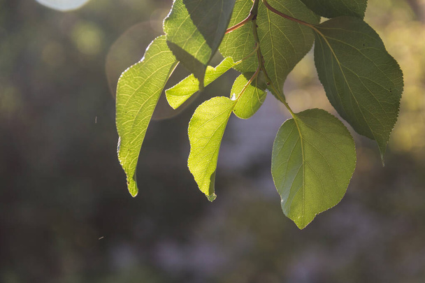feuilles d'abricot, feuilles vertes, verdure, fraîcheur estivale, feuilles d'arbre sous le soleil d'été - Photo, image