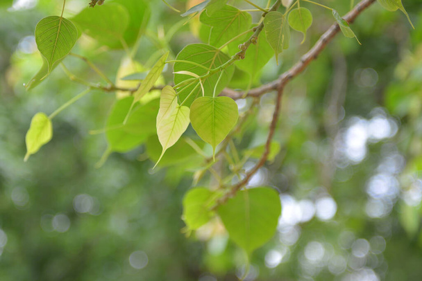 Bodhi yaprakları ya da Bodhi ağacından Peepal Yaprağı, Budist için Kutsal Ağaç - Fotoğraf, Görsel