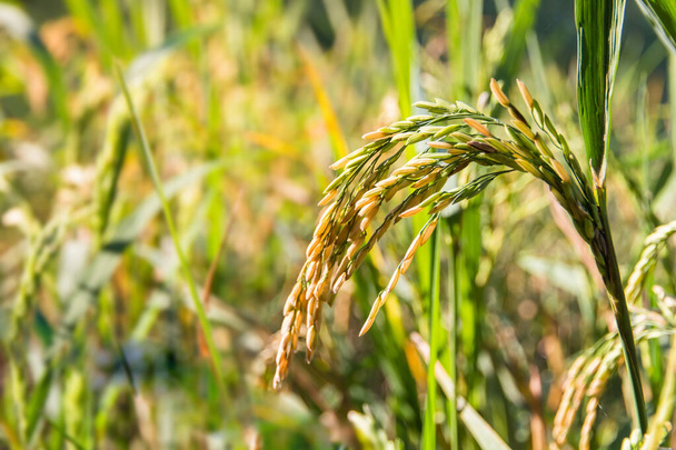 Closed up of ripening rice in a paddy field with sun light,A selective focus of rice in organic rice fiel - Φωτογραφία, εικόνα