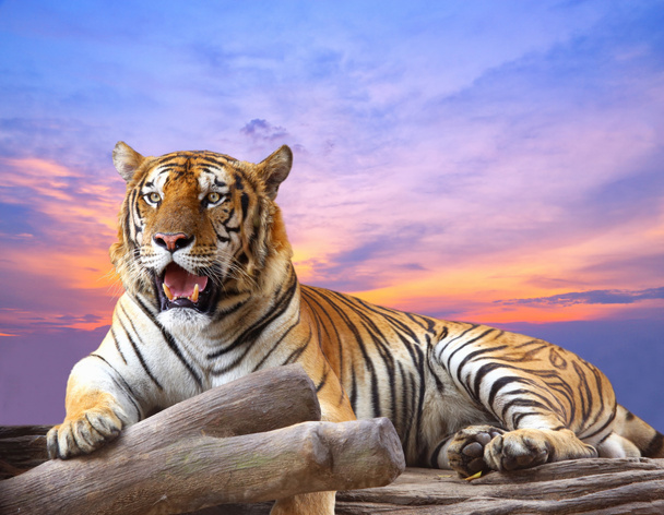 Tygr hledá něco na skále s krásná obloha při západu slunce - Fotografie, Obrázek