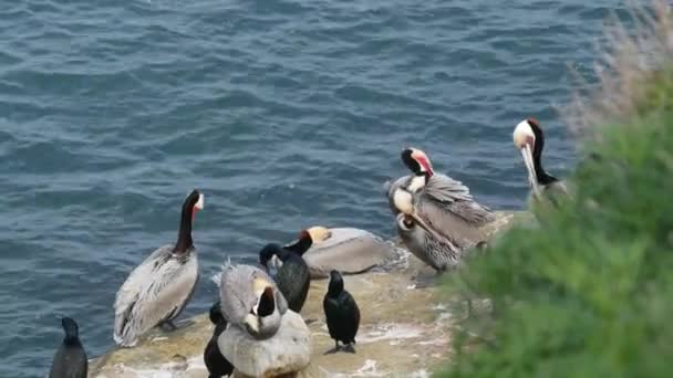 Hnědé pelikány s váčkem na krk a dvoukřídlými kormorány po rybaření, kámen v zátoce La Jolla. Mořský pták s velkým zobákem na útesu nad Pacifickým oceánem v přírodním prostředí, San Diego, Kalifornie USA - Záběry, video