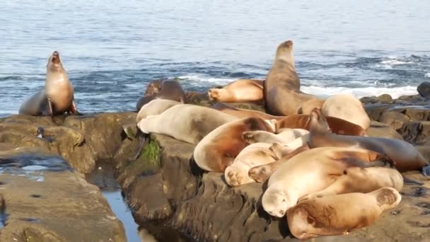 Lachtani na skále v La Jolla. Poblíž Tichého oceánu ležely na kamenech tuleňů. Vtipné líné divoké zvíře spící. Chráněný mořský savec v přírodním prostředí, San Diego, Kalifornie, USA - Záběry, video