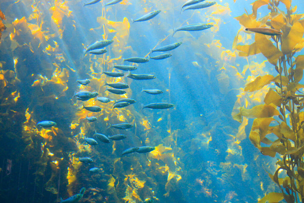 Kalat uivat rakkolevä metsässä - Valokuva, kuva