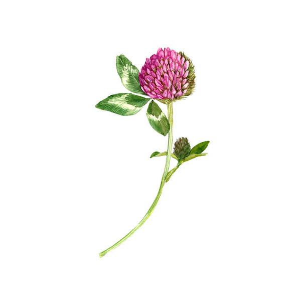 watercolor drawing red clover flower - 写真・画像