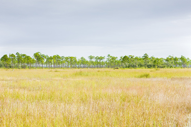 park narodowy Everglades - Zdjęcie, obraz