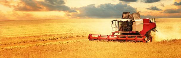 combine harvester working on golden cereal field at sunset. copy space banner - Photo, Image