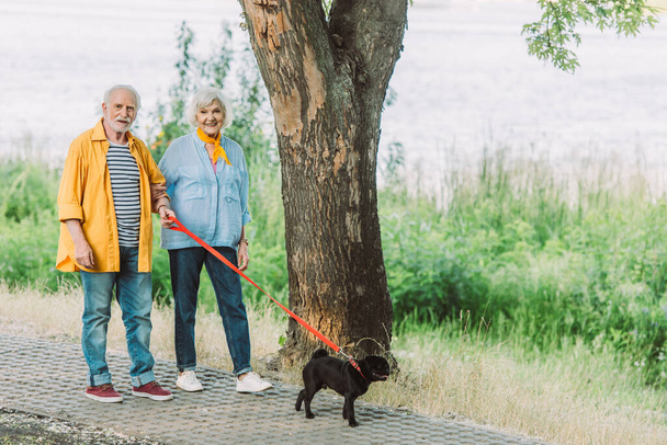 Lächelndes Seniorenpaar geht mit Mops-Hund an der Leine im Park spazieren  - Foto, Bild
