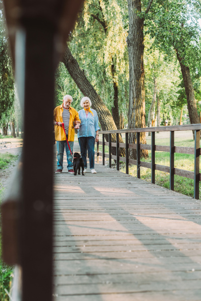 Selective focus of positive senior couple strolling with pug dog on leash on bridge in park  - Photo, Image