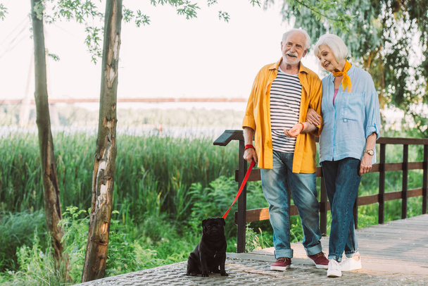 Usmívající se starší muž dívá na kameru poblíž manželky a pug pes na vodítku v letním parku  - Fotografie, Obrázek