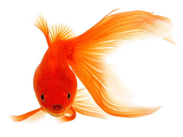 Goldfisch isoliert auf weißem Hintergrund - Foto, Bild