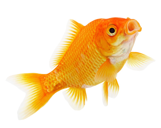 Золотая рыба на белом фоне - Фото, изображение