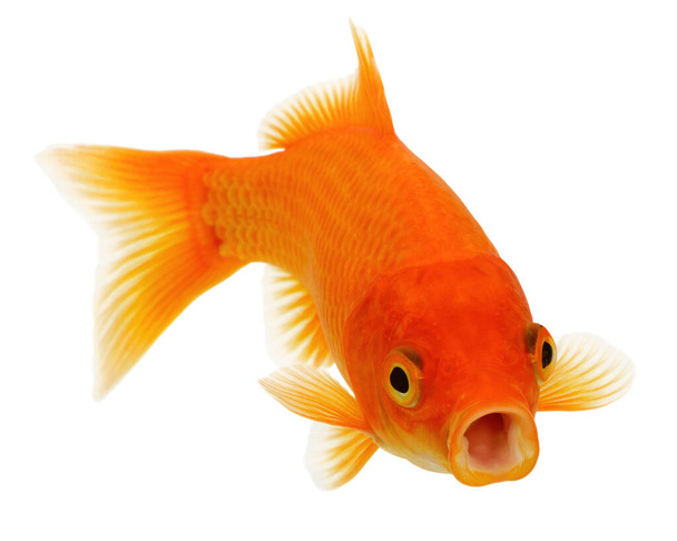 Pesce d'oro arancione isolato su sfondo bianco senza ombreggiatura - Foto, immagini