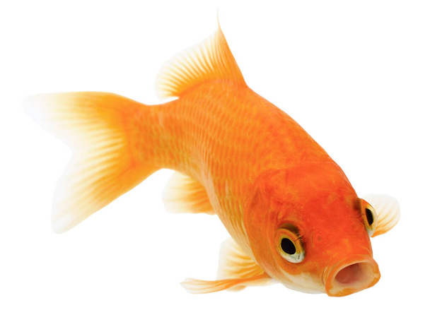 Zwykła złota rybka odizolowana na białym tle. Carassius Auratus. - Zdjęcie, obraz