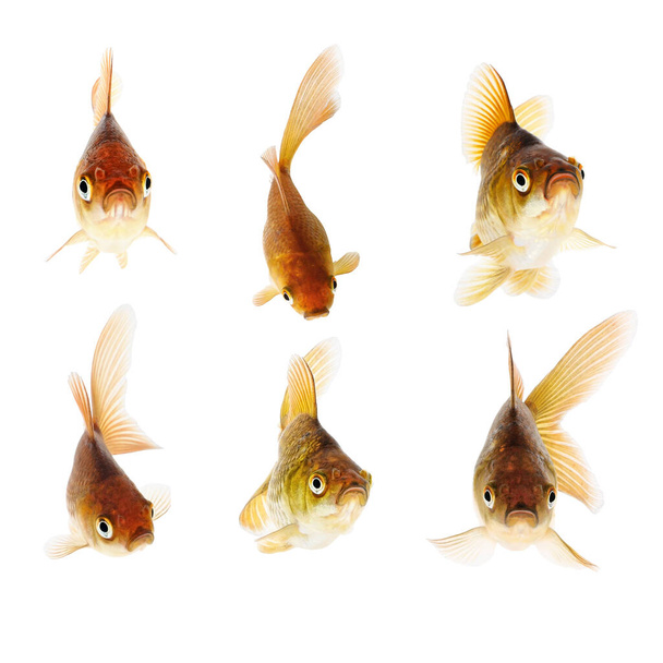 Conjunto de peixes-dourados comuns isolados em fundo branco
  - Foto, Imagem