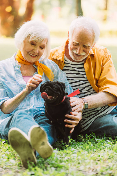 Selective focus of cheerful senior couple stroking pug dog on grass in park  - Photo, Image