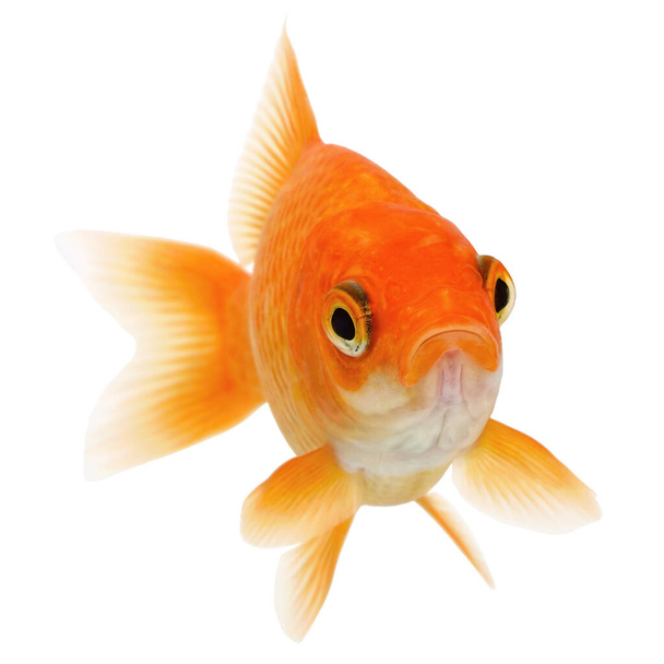 Goldfisch isoliert auf weißem Hintergrund  - Foto, Bild