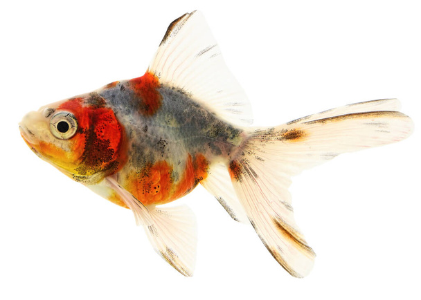 Fantail goudvis geïsoleerd op witte achtergrond  - Foto, afbeelding