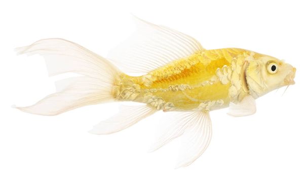 Carpe de poisson d'or Koi isolé sur fond blanc. Cyprinus Carpio Haematopterus. - Photo, image