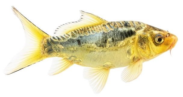 Carpa de pescado dorado Koi aislado sobre fondo blanco. Cyprinus Carpio Haematopterus
. - Foto, Imagen