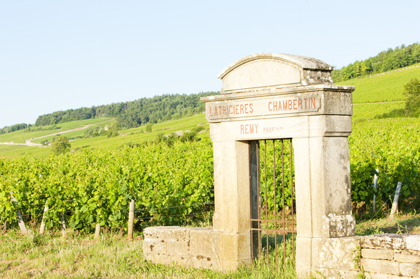 Виноградники, Бургунди, Франция
 - Фото, изображение