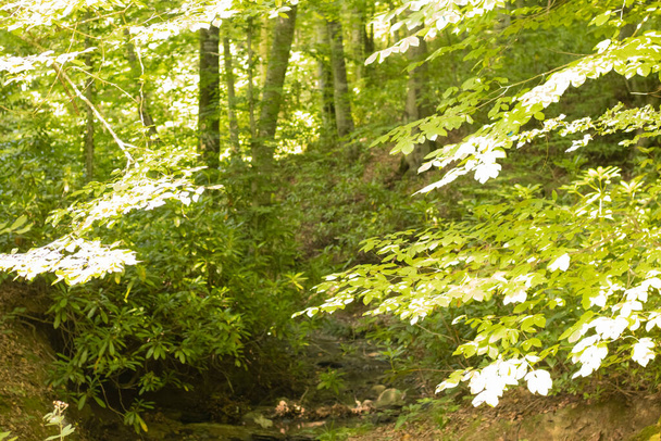 widok liści drzew w lesie w świetle słonecznym - Zdjęcie, obraz