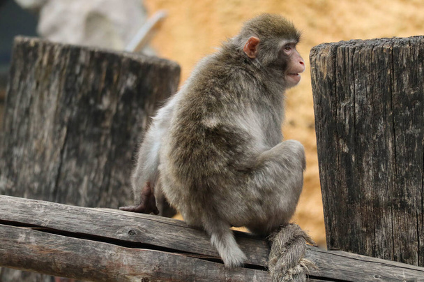 Monkey macaque sitting on a wooden log - Zdjęcie, obraz