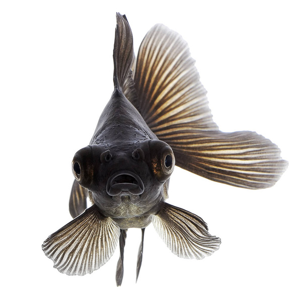 черная золотая рыбка изолирована на белом фоне - Фото, изображение