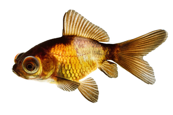 Глаз телескопа Золотая рыбка изолирована на белом фоне  - Фото, изображение