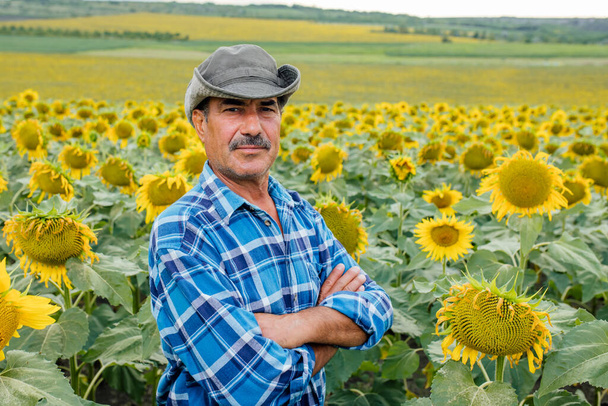 farmer standing in sunflower field examining crop at sunset, - Zdjęcie, obraz