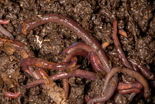 close-up van Californische regenwormen, macro foto. - Foto, afbeelding