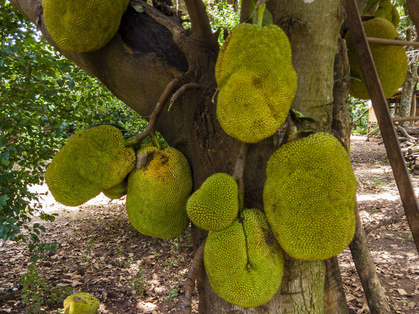 Finom jackfruit a fán. Ízletes gyümölcs. - Fotó, kép
