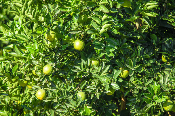 Pomarańcza na drzewie, plantacja owoców. - Zdjęcie, obraz