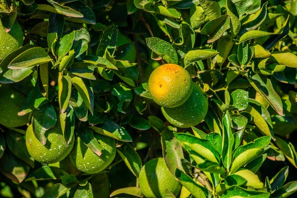 Oranje op de boom, fruitplantage. - Foto, afbeelding