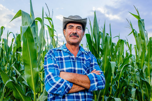 senior farmer standing in corn field examining crop at sunset - 写真・画像