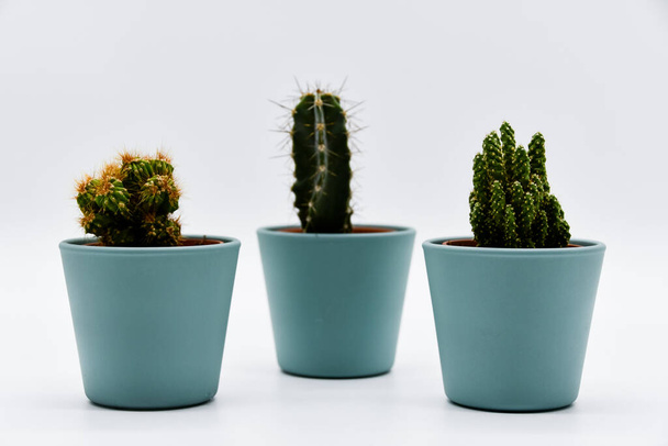 Tres tipos diferentes de cactus en macetas de color pastel
 - Foto, imagen