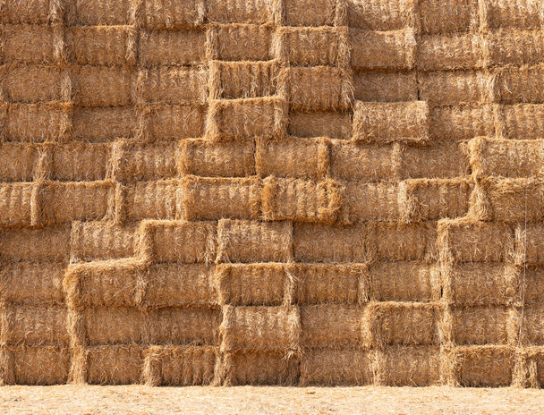 large piles of stacked straw bales in the north of france - Fotoğraf, Görsel